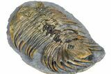Rare Treveropyge Trilobite - Issoumour, Morocco #376905-4